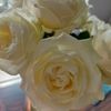 bloominrose_02